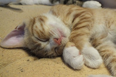 【夢占い】猫が夢に出てくる意味39選！たくさんいる夢や死ぬ夢 | Lovely[ラブリー]のイメージ