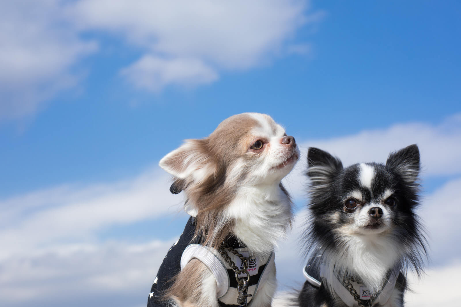 【夢占い】犬の夢が暗示すること17選！飼う夢・噛まれる夢など！ | Lovely[ラブリー]のイメージ