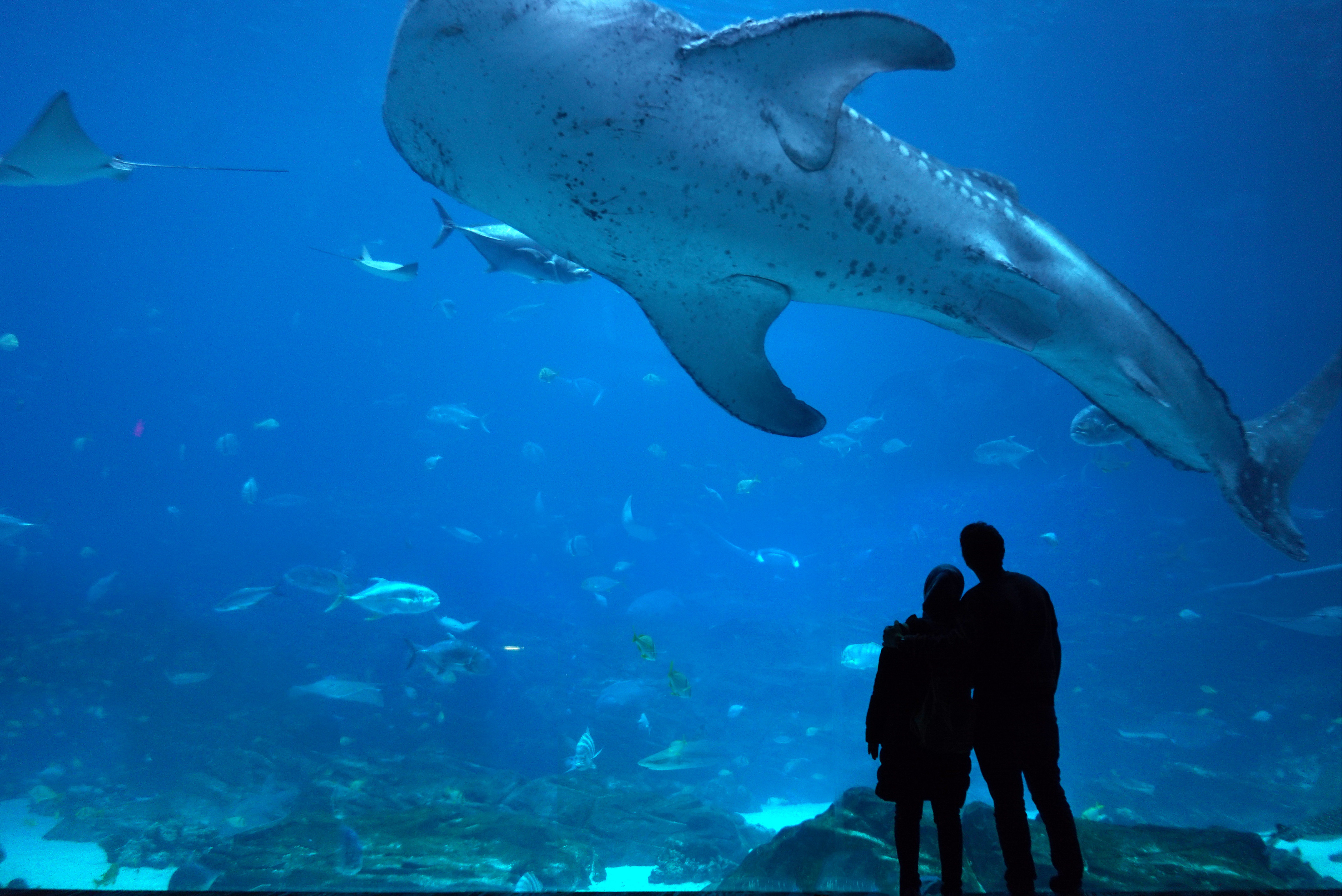 水族館デートの服装!選び方と男ウケ抜群コーデ解説!のイメージ