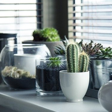 玄関の観葉植物おすすめ21選！風水効果抜群！	