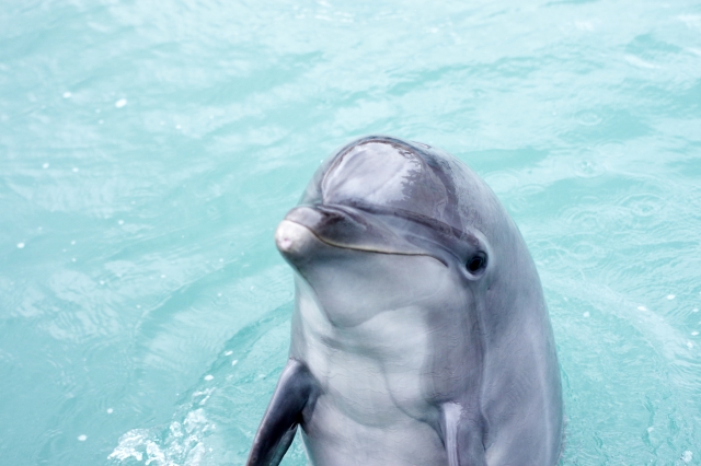 水族館デートに行くならここ!おすすめランキングTOP13のイメージ