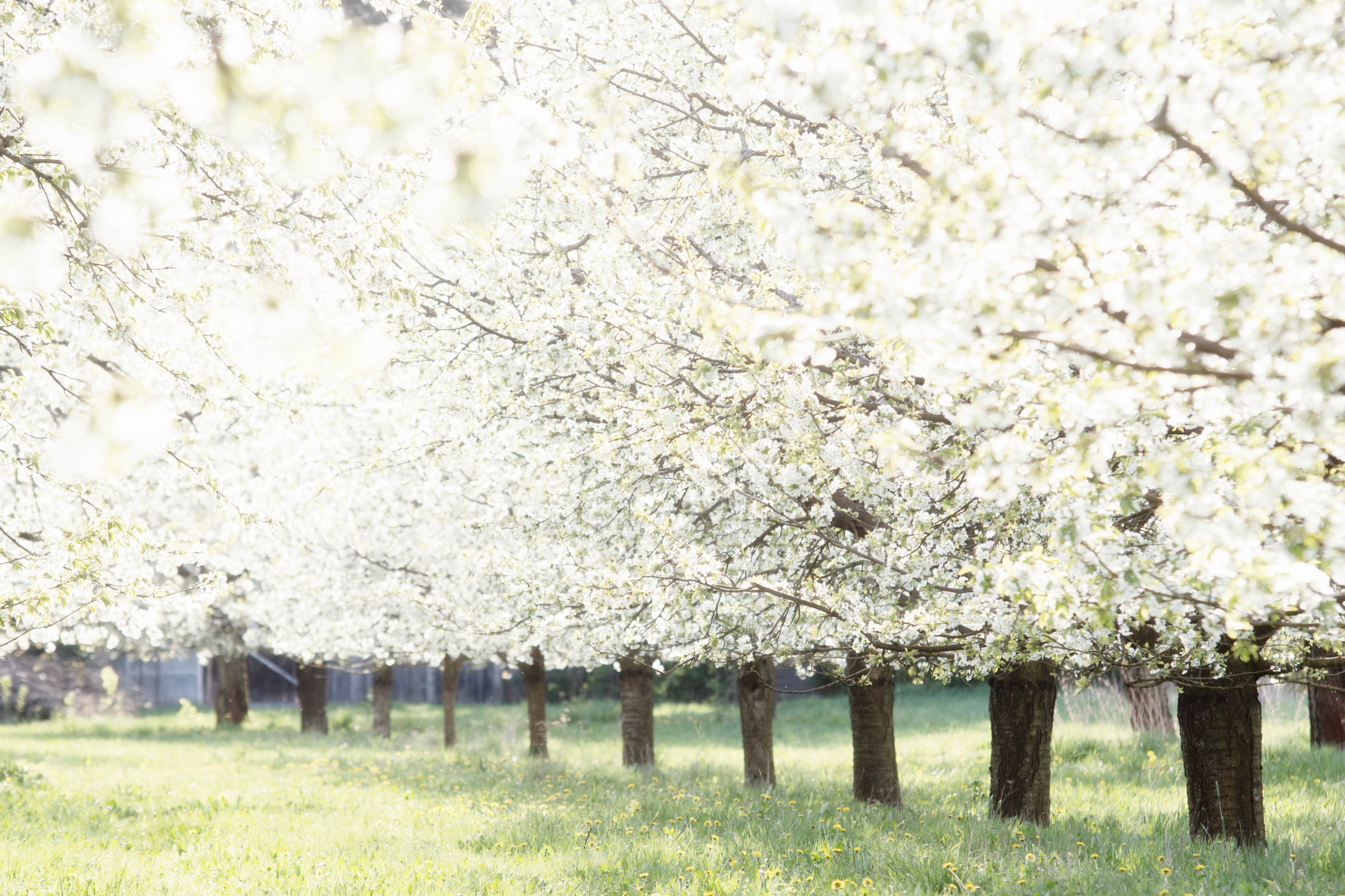 カップルで春に行きたい旅行先13選！【日本国内】のイメージ