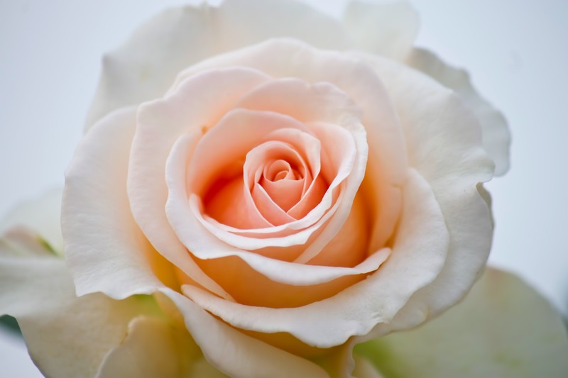 レインボーローズの待ち受けは効果抜群！恋愛成就・復縁できる！ | Lovely[ラブリー]のイメージ