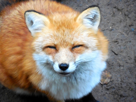 【夢占い】狐の出る夢の意味27選！注意したほうがいい！？ | Lovely[ラブリー]のイメージ