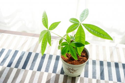 観葉植物を風水で選ぶ！玄関・トイレ・リビング・キッチンなど！ | Lovely[ラブリー]のイメージ