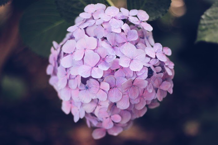 ヘアカラーはラベンダーアッシュに注目♡透明感のある髪色をご紹介！ | Lovely[ラブリー]のイメージ