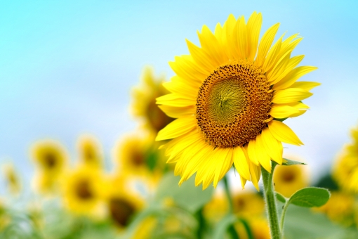 東京の夏デートスポット35選！定番・穴場に涼しい屋内スポットも♡ | Lovely[ラブリー]のイメージ