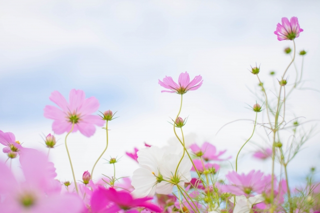 桐谷美玲の出演ドラマ一覧｜おすすめ・人気作品ランキングもご紹介！	 | Lovely[ラブリー]のイメージ