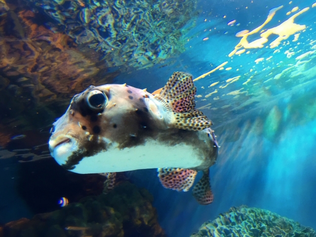 さかなクンの年齢は？家族構成から結婚や病気の真相などを撤退調査！	 | Lovely[ラブリー]のイメージ