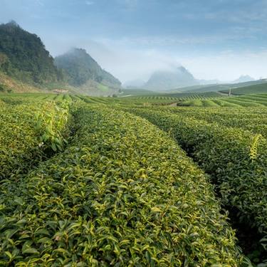 美味しいペットボトル烏龍茶ランキング21選｜値段・選び方も解説！