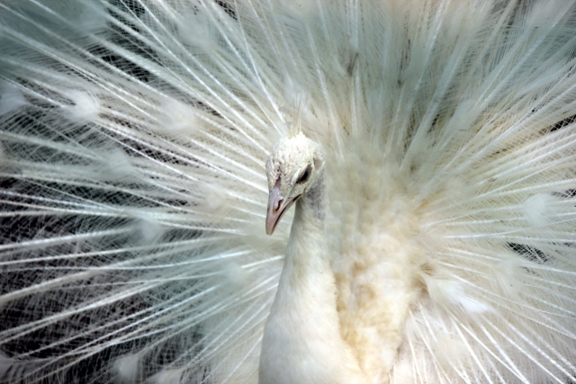 アルビノのモデル有名ランキングTOP15！美しい画像もご紹介 | Lovely[ラブリー]のイメージ