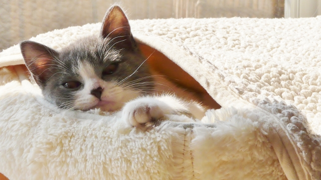 猫の値段ランキングTOP35！100万を超える種類も登場！？ | Lovely[ラブリー]のイメージ