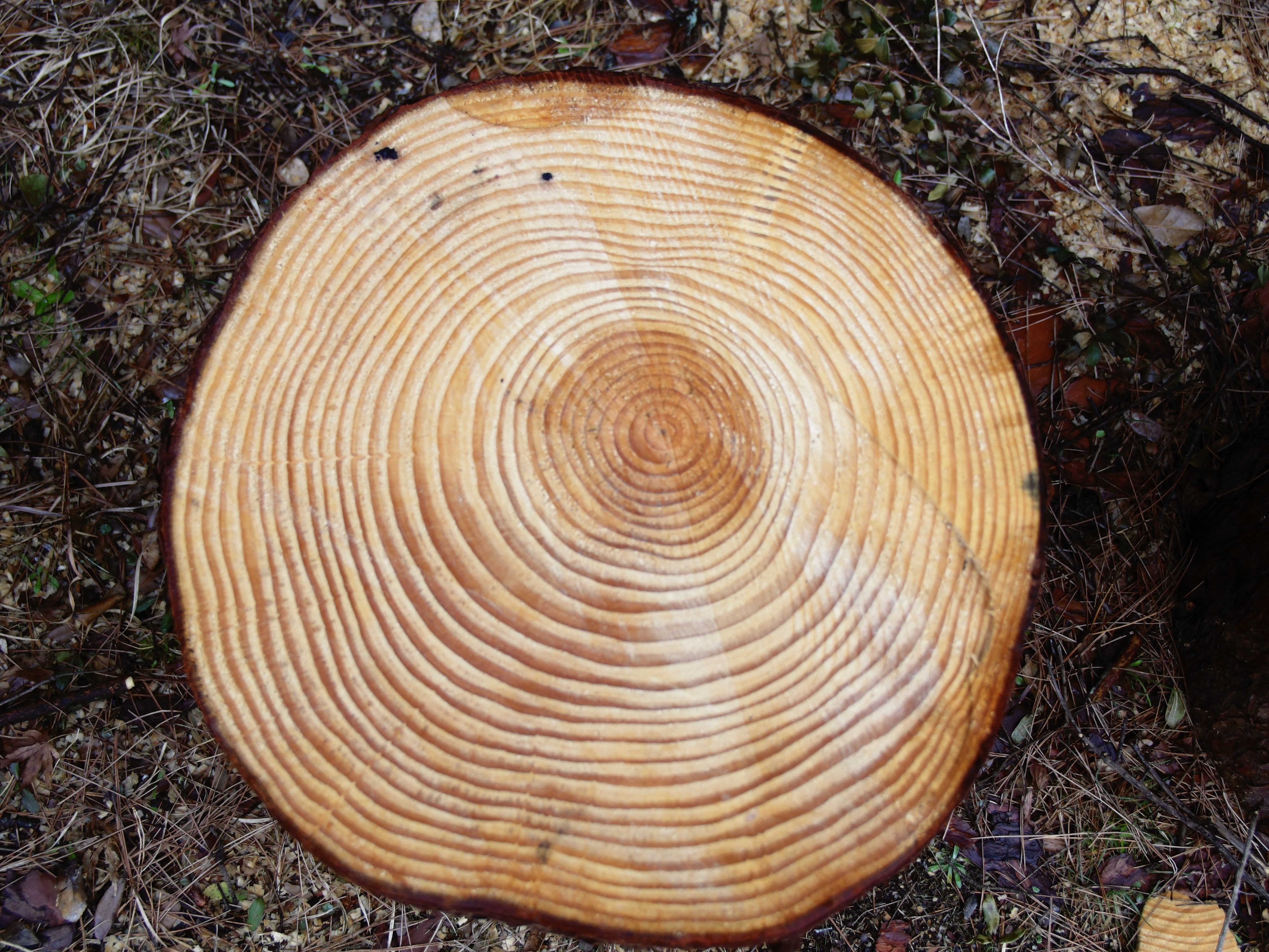 【太】の意味・由来を知って名前に取り入れよう｜子供の名づけをお助け！ | Lovely[ラブリー]のイメージ