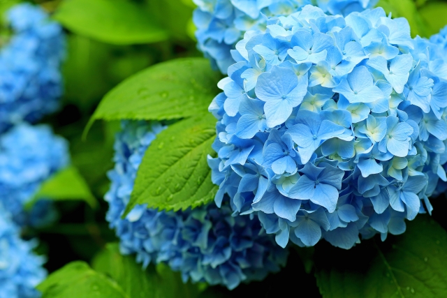 【6月といえば】風物詩やイベント・お出かけスポット・旬な食べ物など総まとめ | Lovely[ラブリー]のイメージ