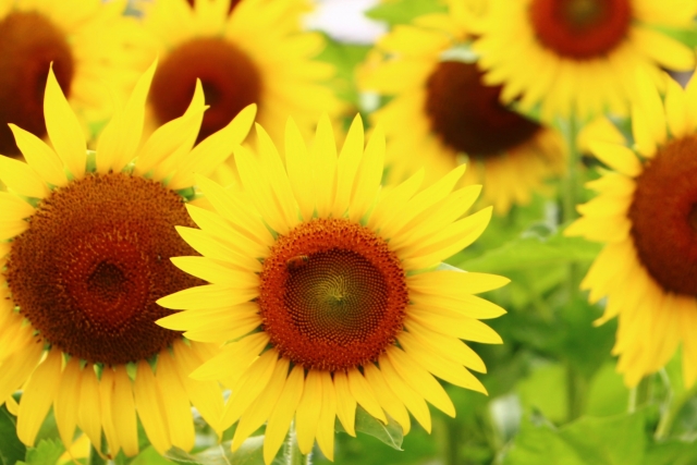  8月26日の誕生石・誕生花・星座・運勢・相性は？【365日誕生日占い】 | Lovely[ラブリー]のイメージ