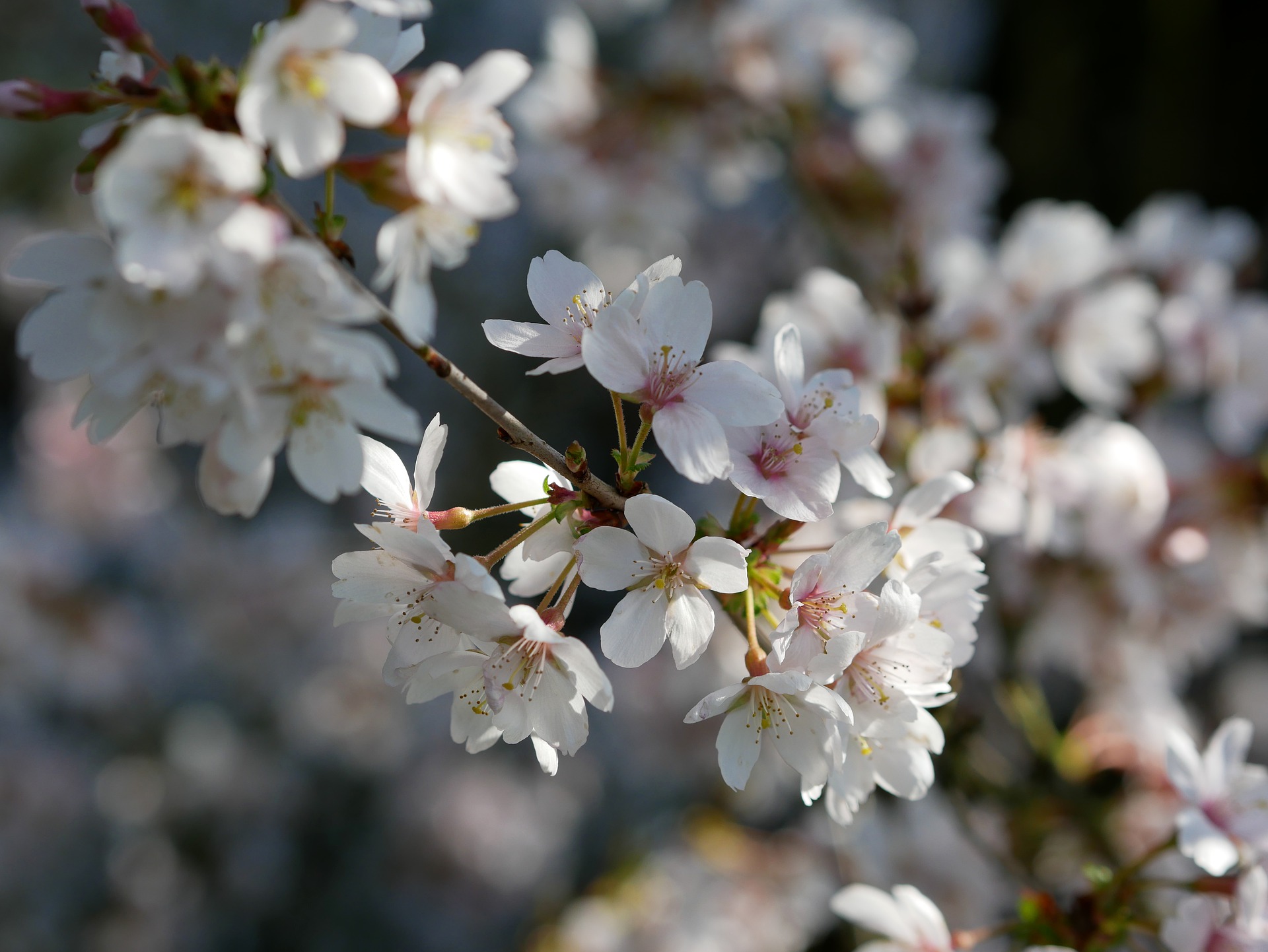 3月5日の誕生石・誕生花・星座・運勢・相性は？【365日誕生日占い】	 | Lovely[ラブリー]のイメージ