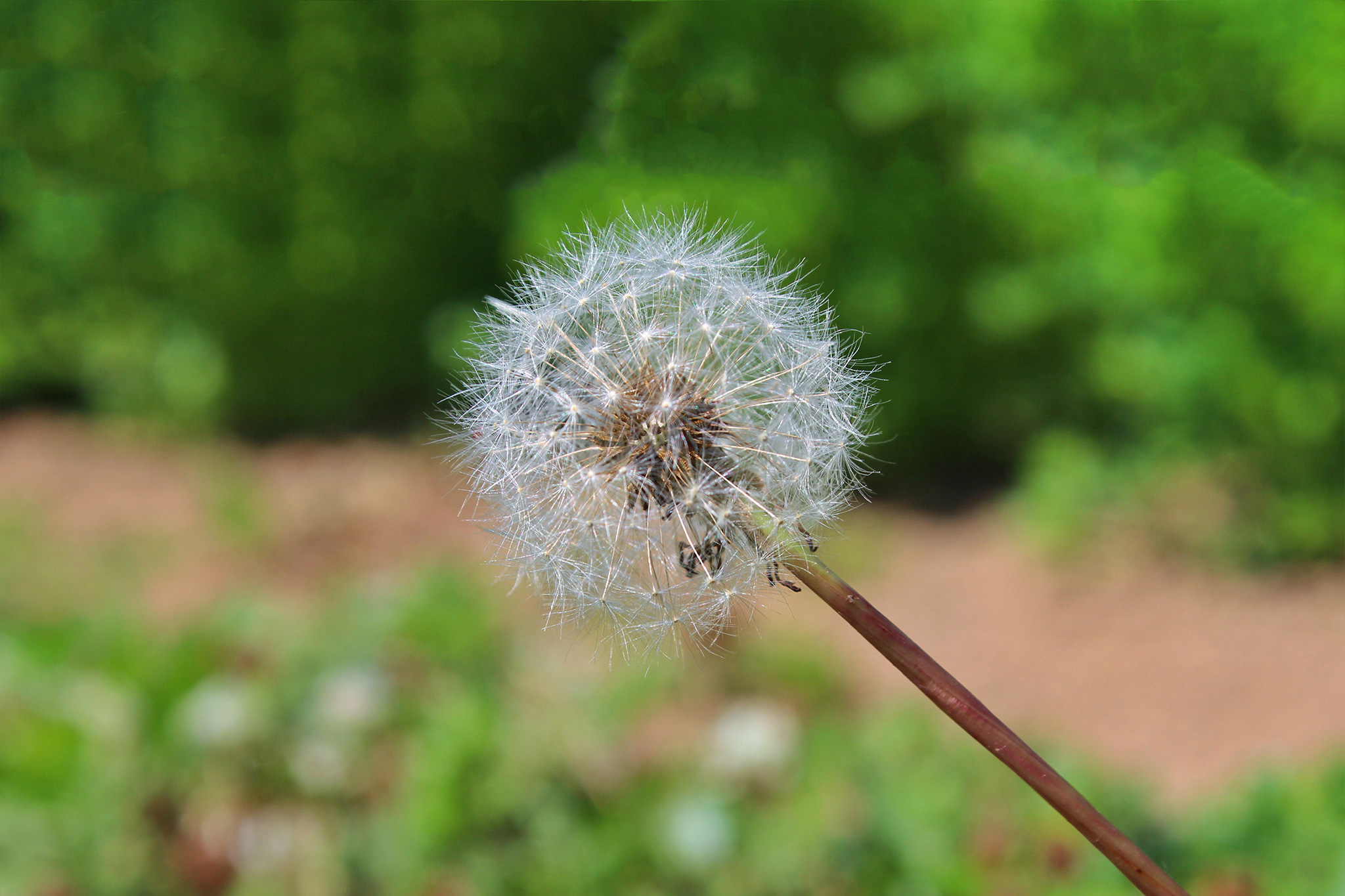 4月18日の誕生石・誕生花・星座・運勢・相性は？【365日誕生日占い】 | Lovely[ラブリー]のイメージ