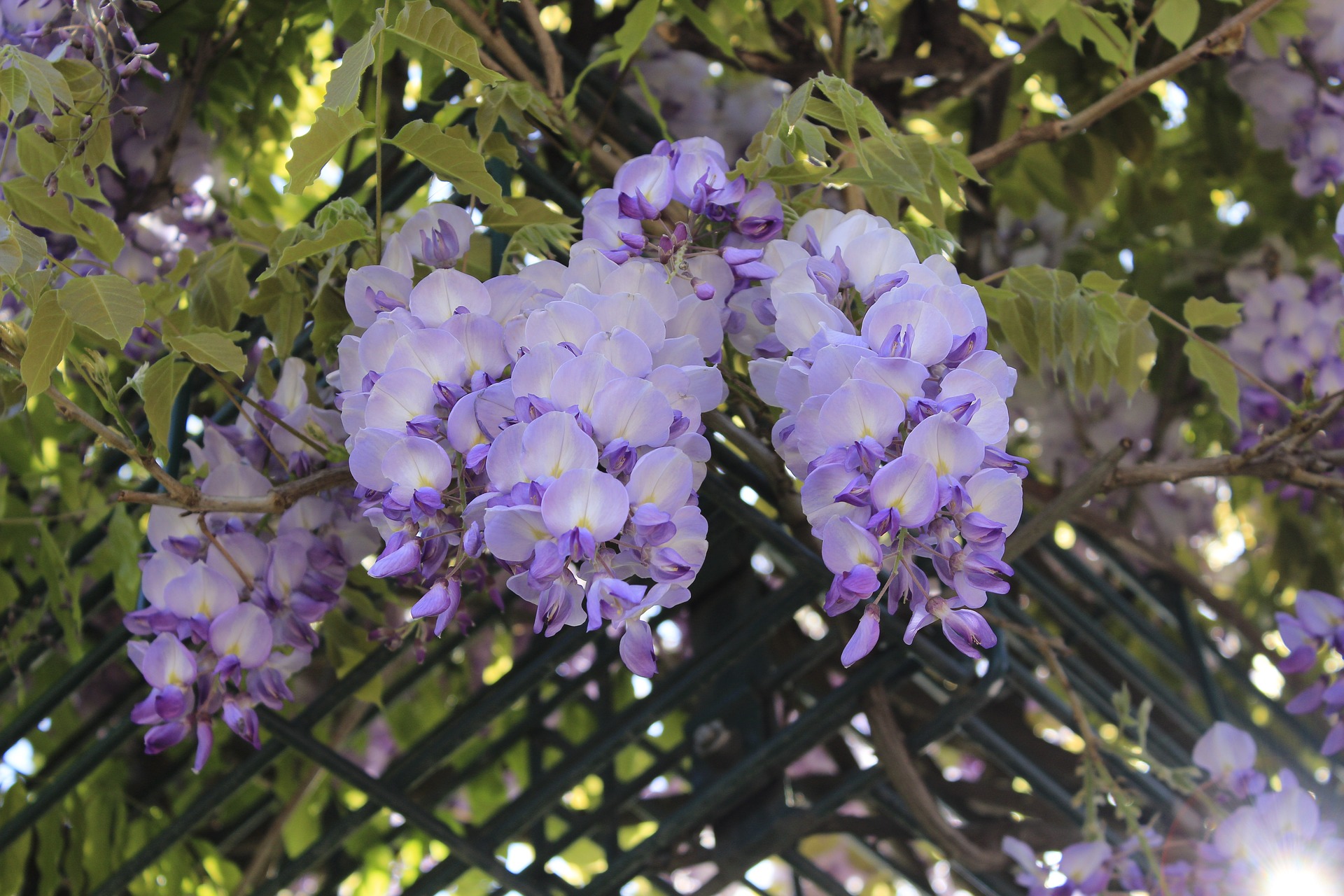 4月29日の誕生石・誕生花・星座・運勢・相性は？【365日誕生日占い】	 | Lovely[ラブリー]のイメージ