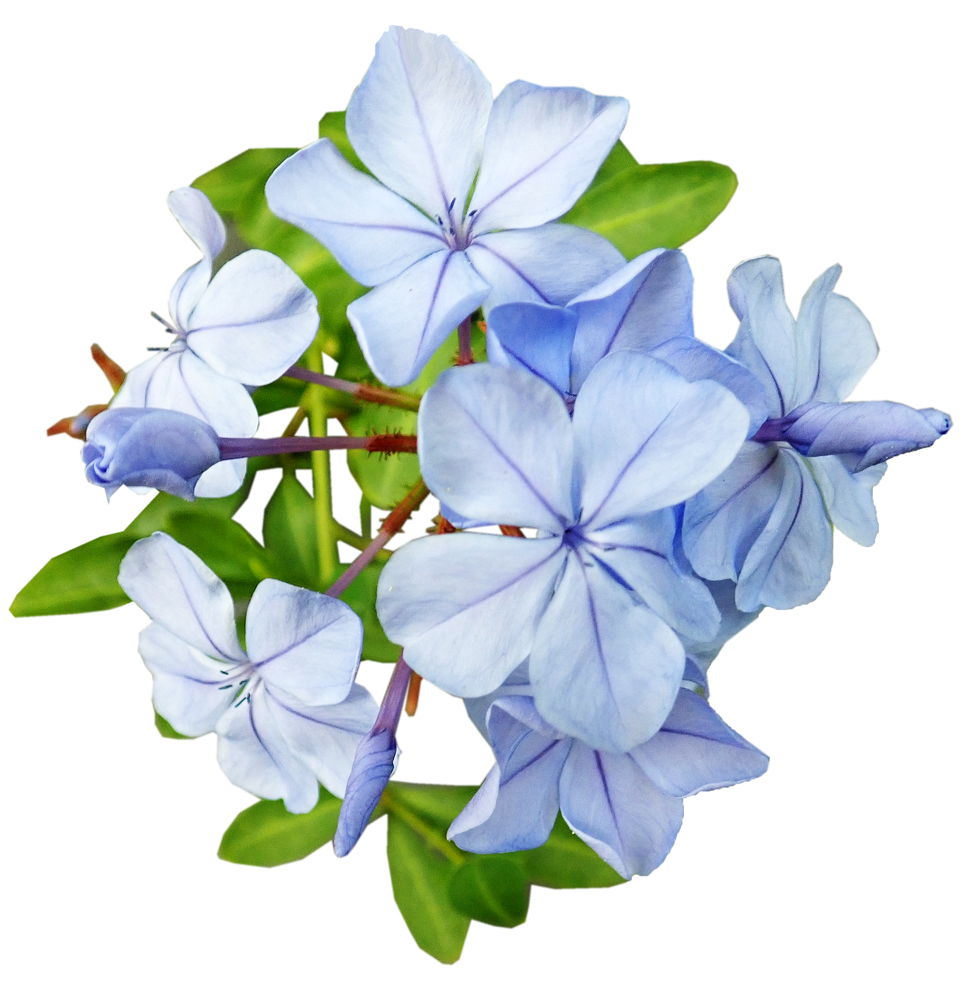 10月23日の誕生石・誕生花・星座・運勢・相性は？【365日誕生日占い】	 | Lovely[ラブリー]のイメージ