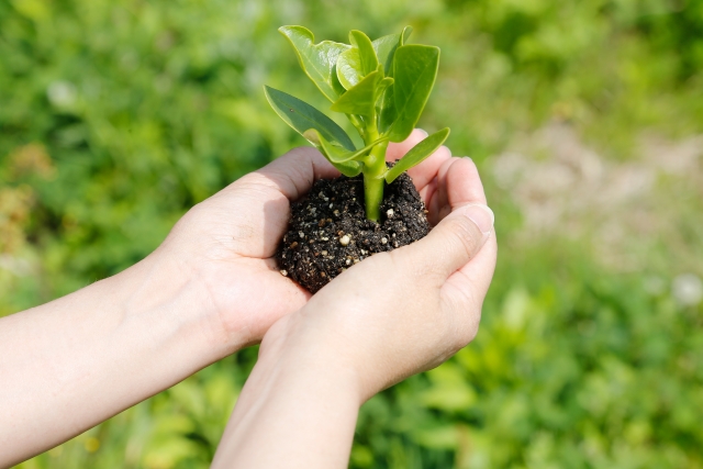 100均で買える剪定はさみ5選|100均で揃うガーデニング用品も紹介のイメージ